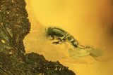 Detailed Fossil Beetle (Coleoptera) In Baltic Amber #109443-1